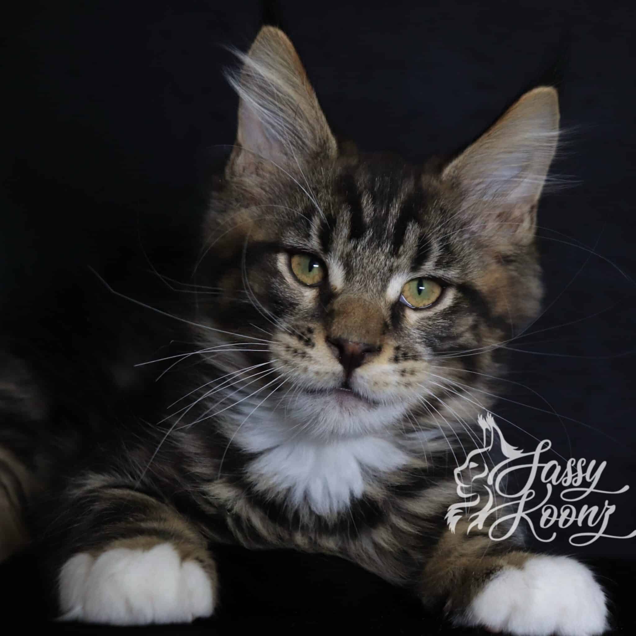maine coon black classic tabby 11 weeks stigma