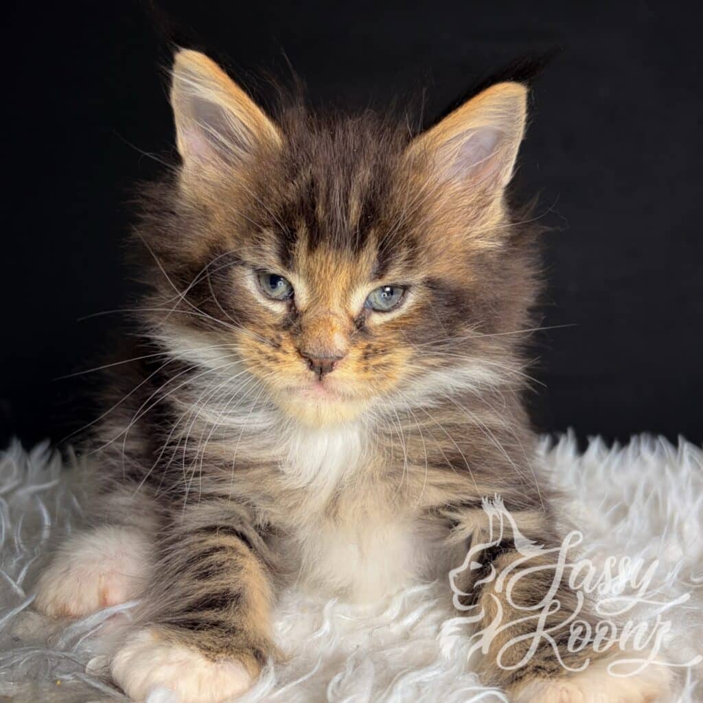 maine-coon-body-pic-5-weeks-godspeed ⋆ Sassy Koonz Maine Coon Cattery black tabby maine coon kitten godspeed available at sassy koonz