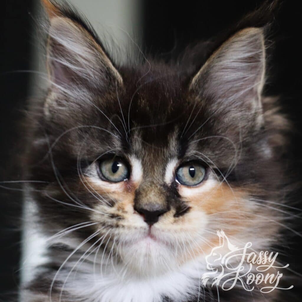 maine-coon-calico-torbie-gravity-7-weeks ⋆ Sassy Koonz Maine Coon Cattery maine coon calico torbie gravity 7 weeks old