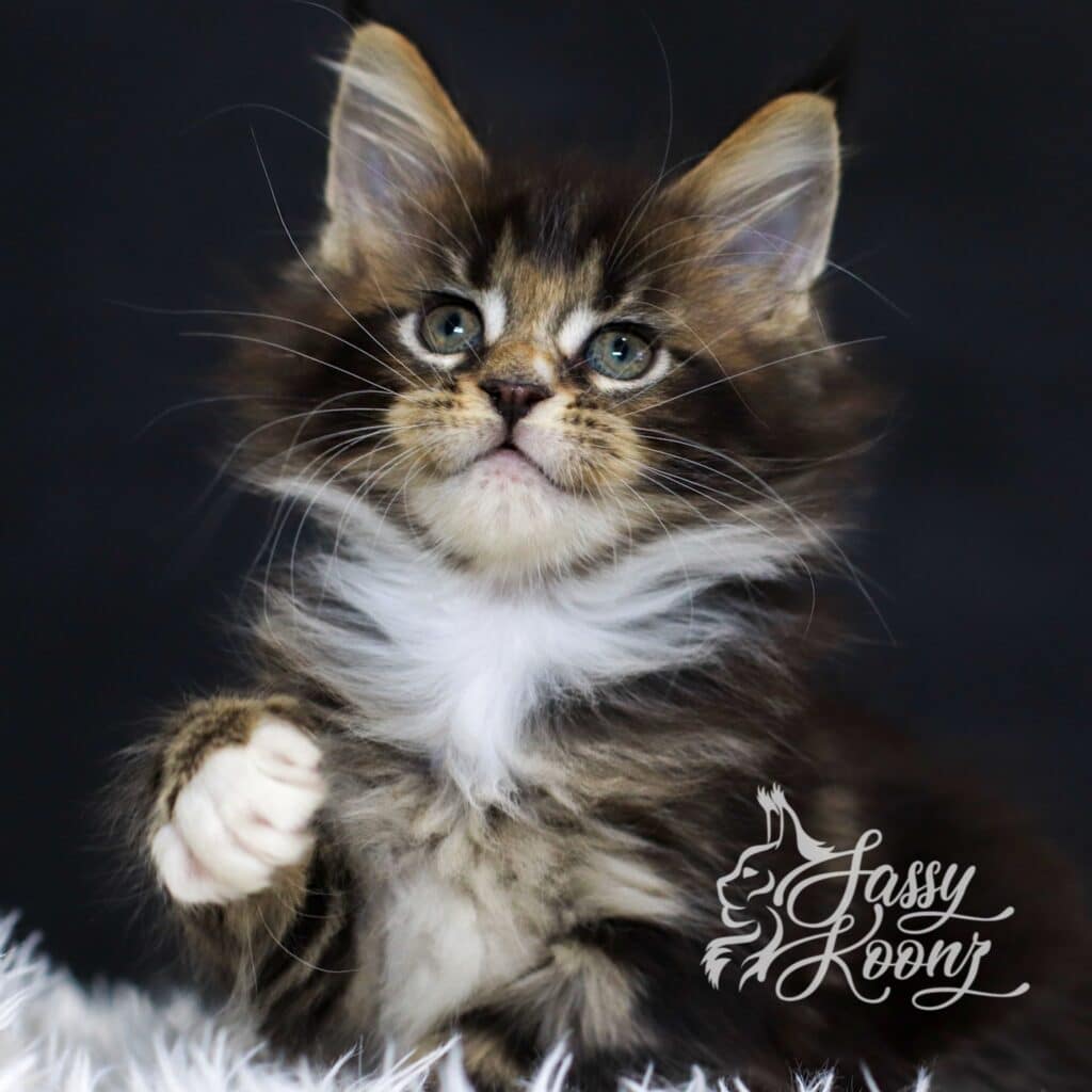 maine-coon-girl-kitten-7-weeks-godspeed ⋆ Sassy Koonz Maine Coon Cattery maine coon girl ktiten 7 weeks old godspeed