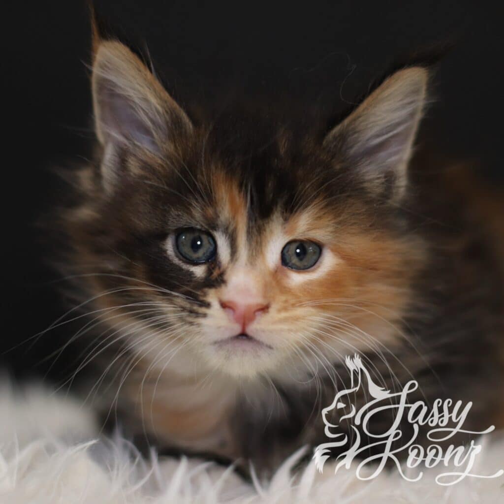 maine-coon-girl-kitten-tricolors-5-weeks ⋆ Sassy Koonz Maine Coon Cattery maine coon kitten girl tricolors 5 weeks old