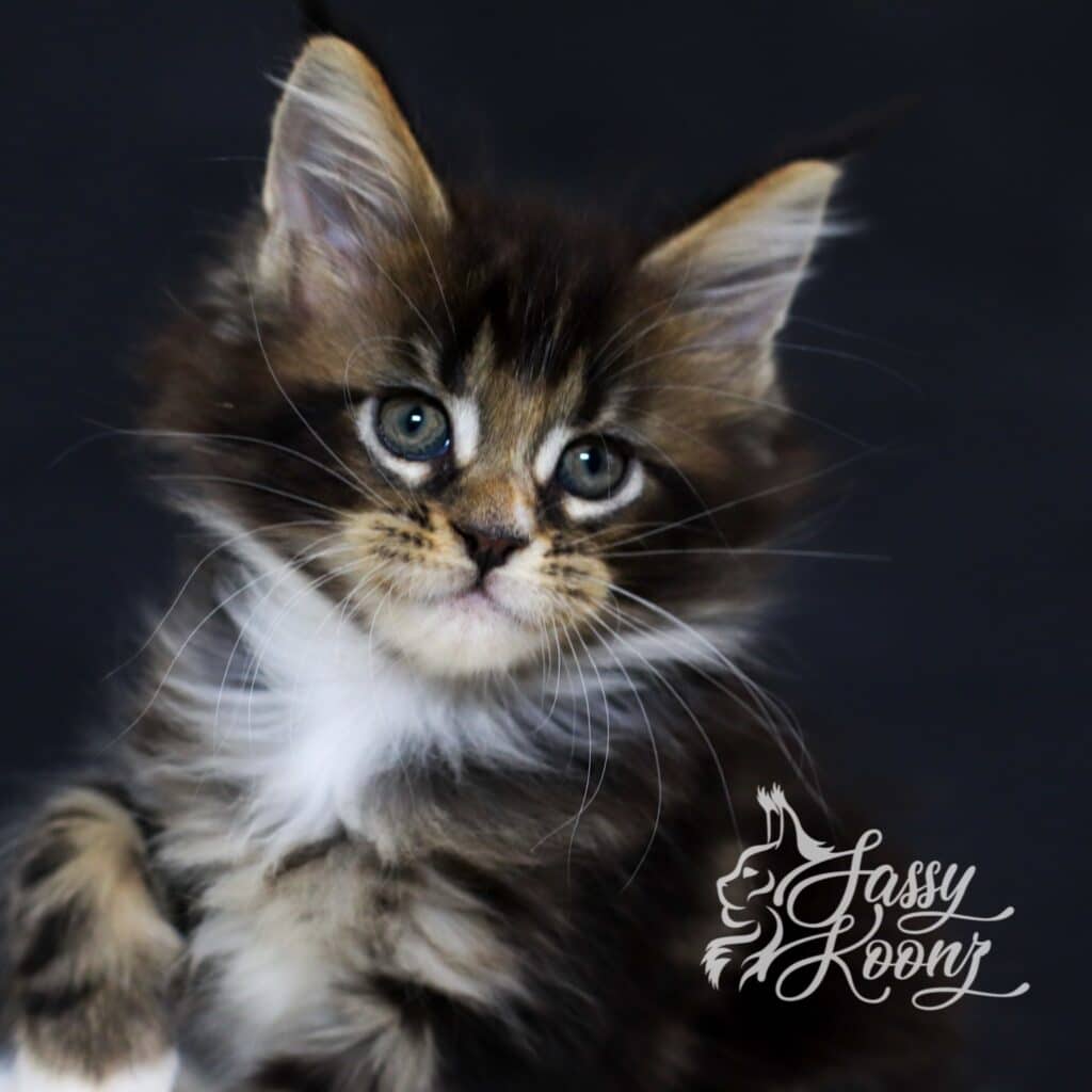 maine-coon-girly-girl-godspeed-7 ⋆ Sassy Koonz Maine Coon Cattery maine coon girly girl godspeed 7 weeks