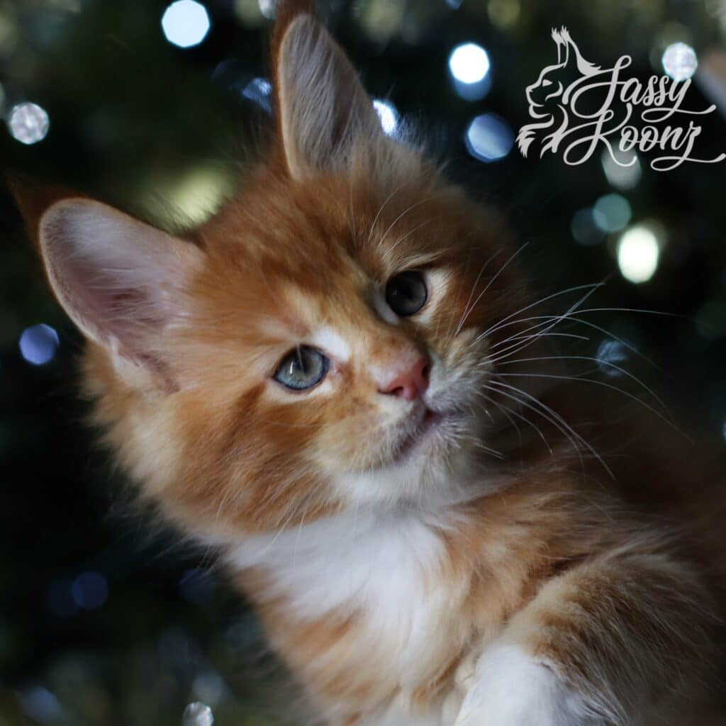maine-coon-in-front-of-christmas-tree-brir ⋆ Sassy Koonz Maine Coon Cattery maine coon in front of Christmas tree brit