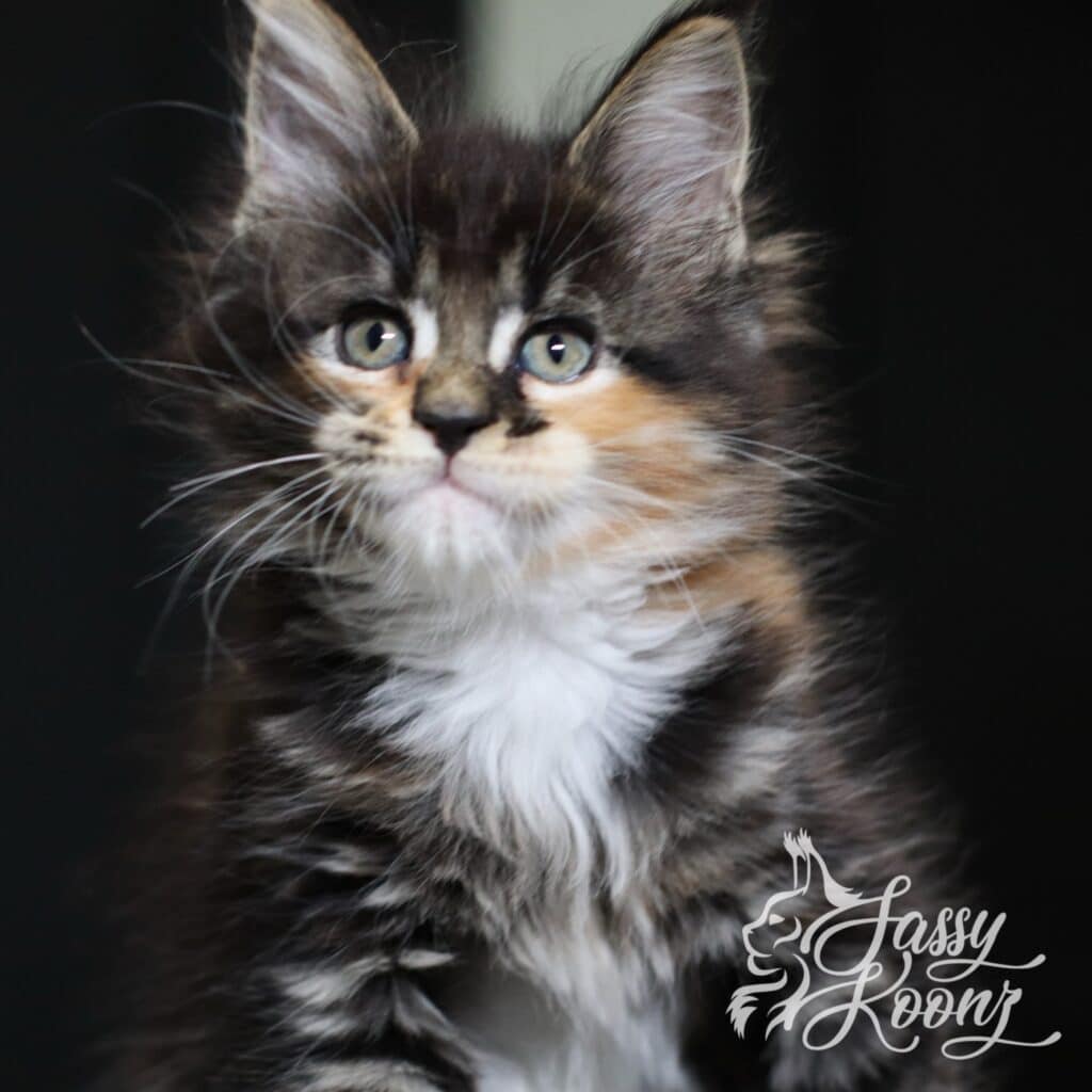 maine-coon-kitetn-gravity-7-weeks-old ⋆ Sassy Koonz Maine Coon Cattery maine con kitten gravity 7 weeks old
