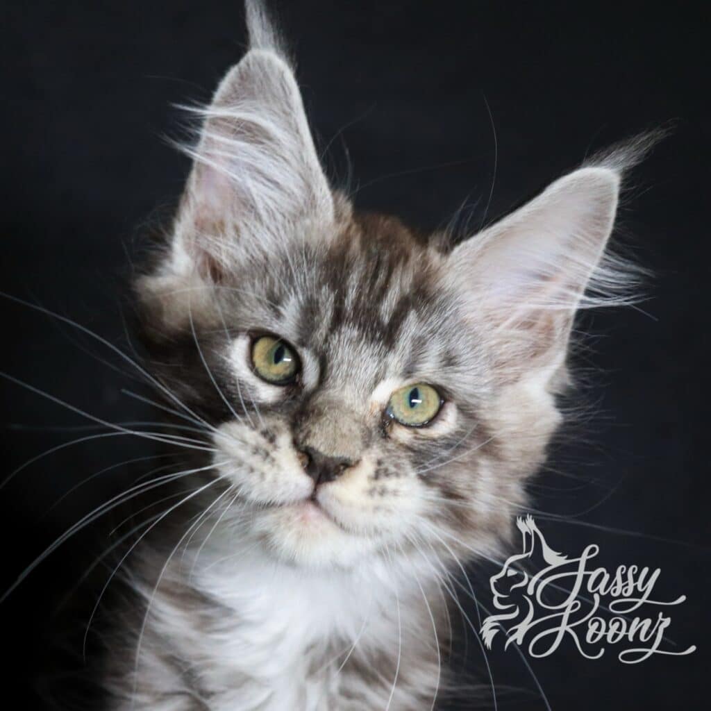 maine-coon-kitten-11-weeks-stitch ⋆ Sassy Koonz Maine Coon Cattery maine coon kitten 11 weeks old stitch