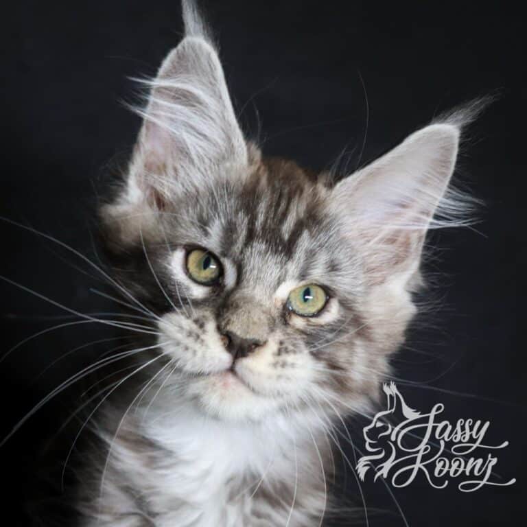 maine coon kitten 11 weeks old stitch