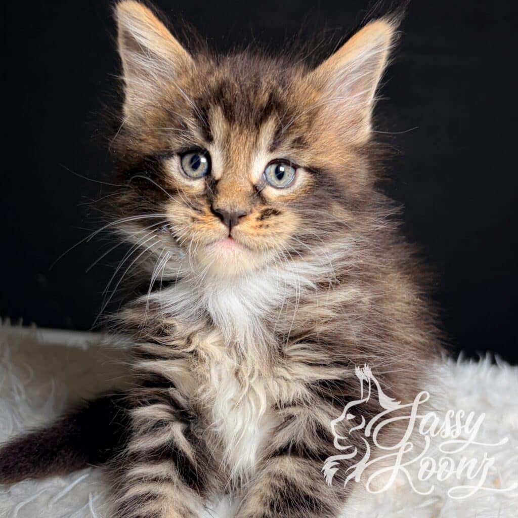 maine-coon-kitten-5-weeks-hellbent-sassy-koonz ⋆ Sassy Koonz Maine Coon Cattery maine coon kitten 5 weeks old hellbent sassy Koonz