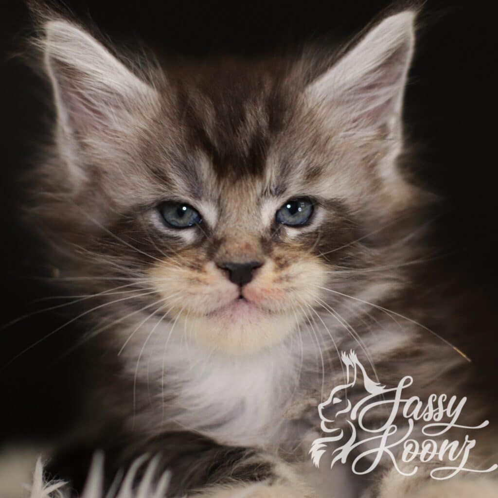 maine-coon-kitten-from-sassy-koonz-stitch-5 weeks old ⋆ Sassy Koonz Maine Coon Cattery maine coon kitten from sassy koonz 5 weeks old named stitch