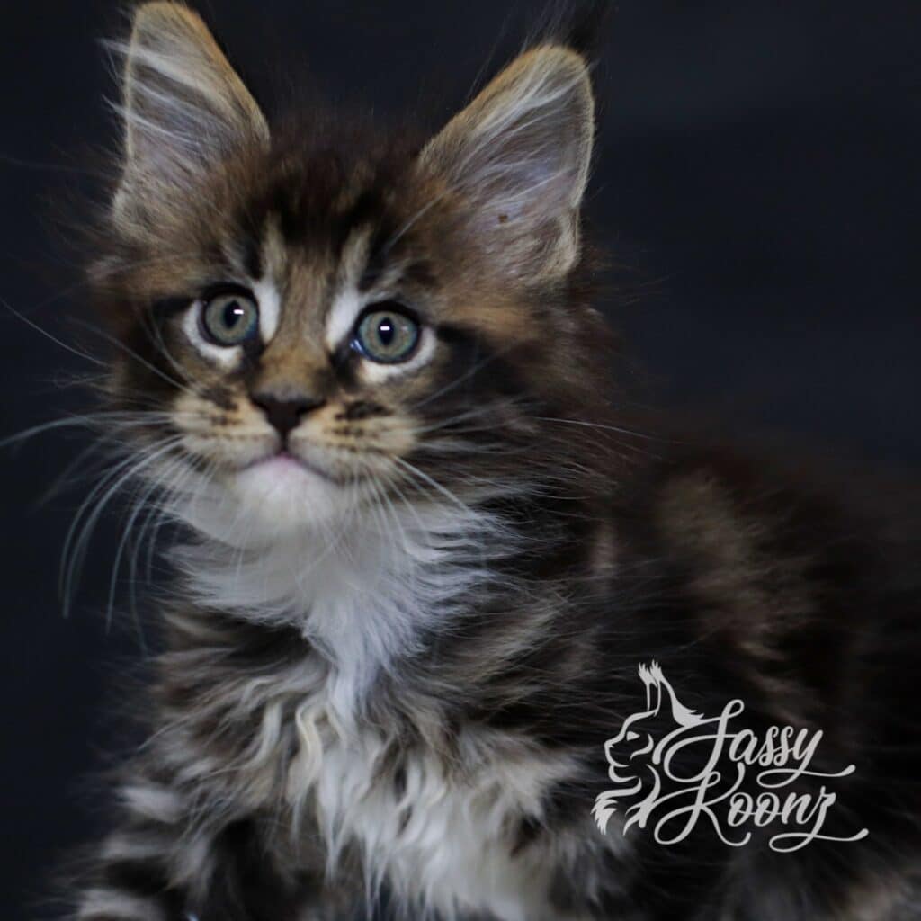 maine-coon-kitten-male-hellbent-7-weeks-old ⋆ Sassy Koonz Maine Coon Cattery maine coon kitten male hellbent 7 weeks old