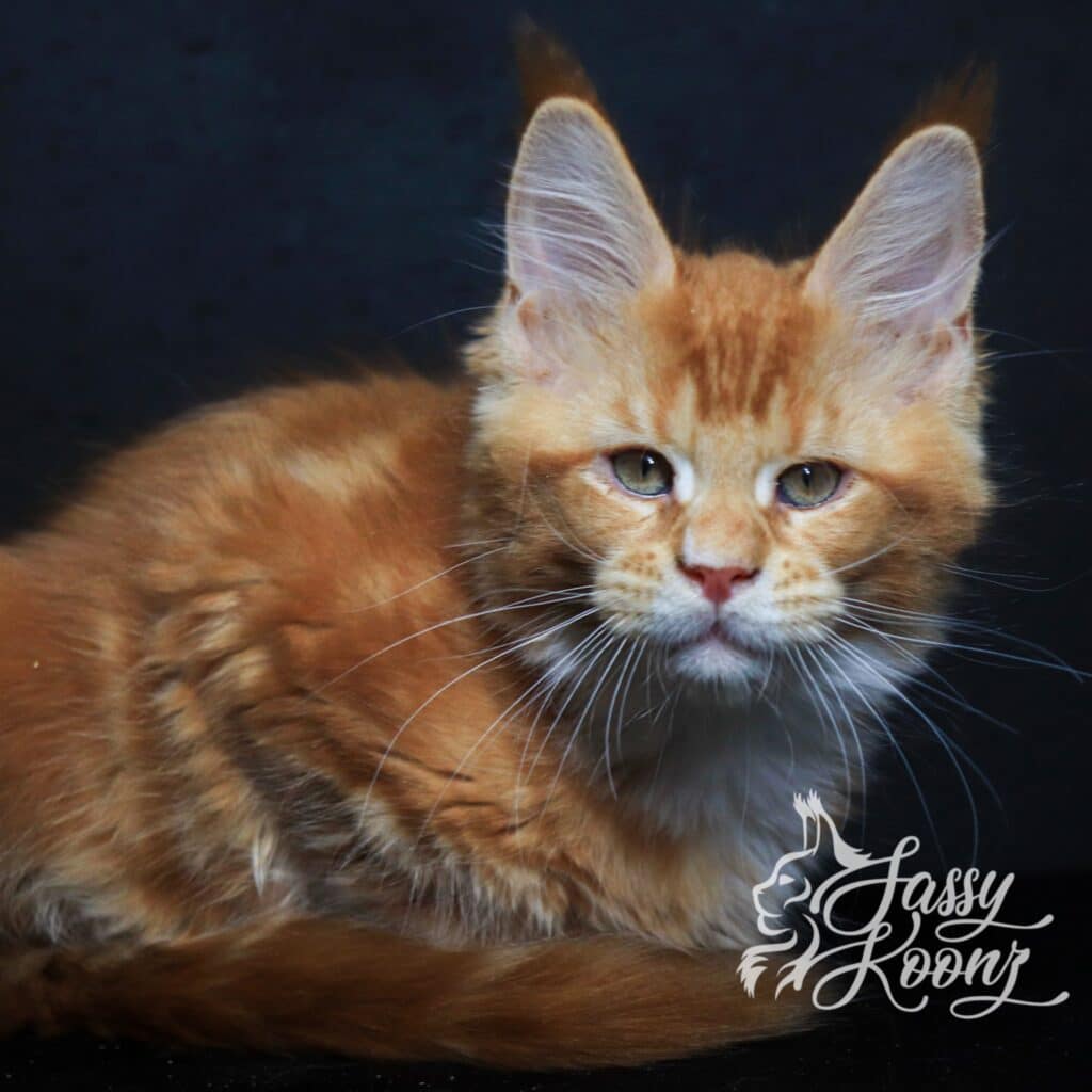 maine-coon-kitten-orange-britton-11-weeks ⋆ Sassy Koonz Maine Coon Cattery maine coon kitten orange briton 11 weeks