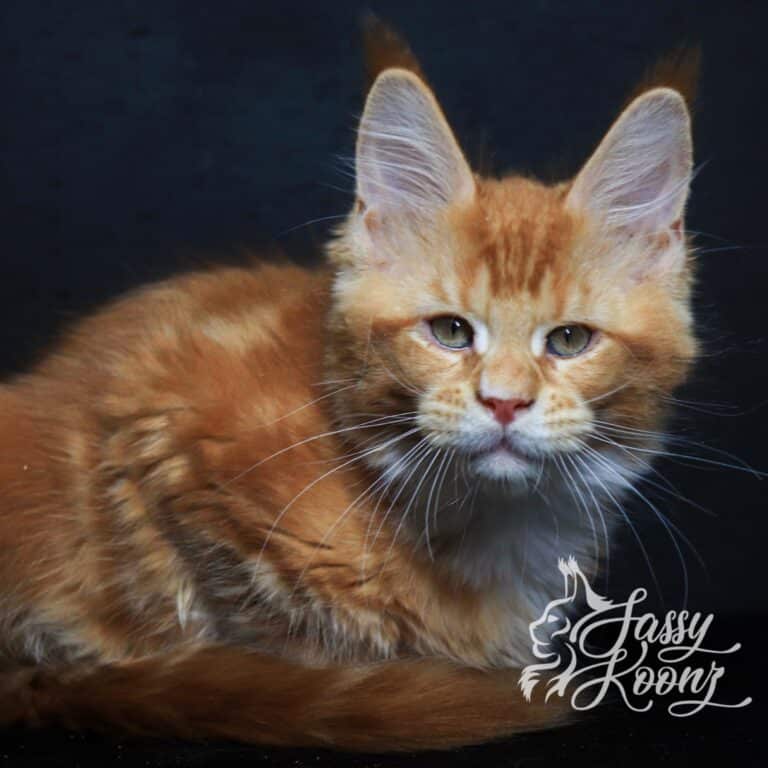 maine coon kitten orange briton 11 weeks from sassy Koonz in florida