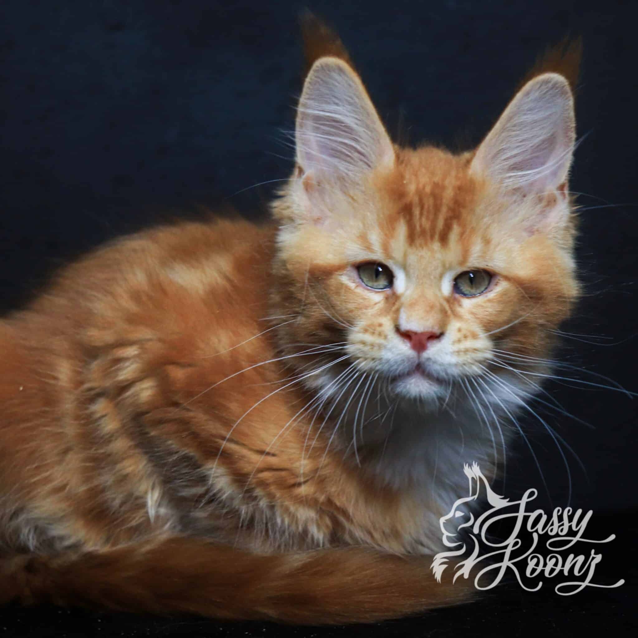 maine coon kitten orange briton 11 weeks from sassy Koonz in florida