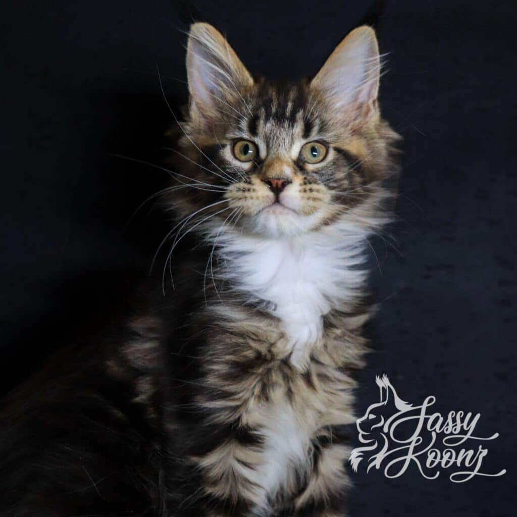 maine-coon-kitten-sassy-koonz-11-weeks-black-classic ⋆ Sassy Koonz Maine Coon Cattery maine coon kitten sassy koonz 11 weeks old black classic godspeed