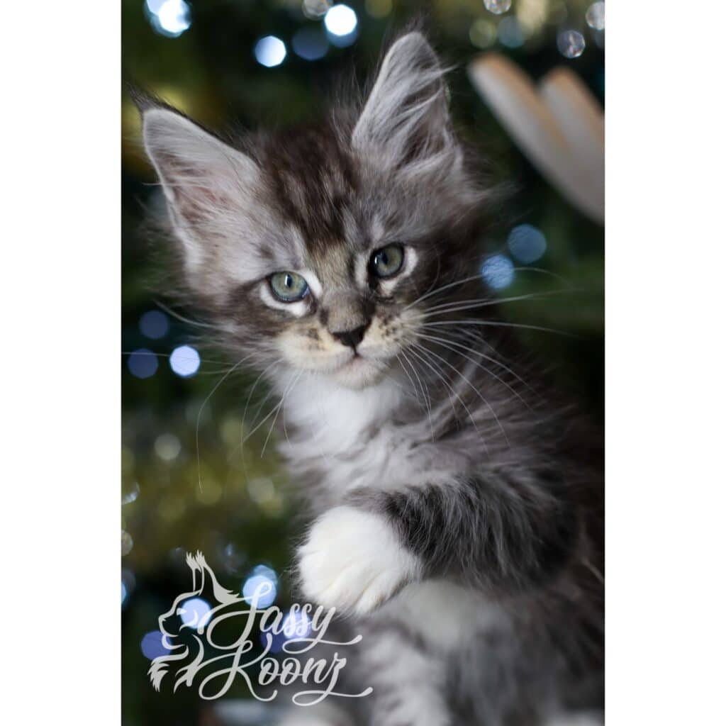 maine-coon-kitten-siilver-stitch-7 ⋆ Sassy Koonz Maine Coon Cattery maine coon kitten silver stitch 7