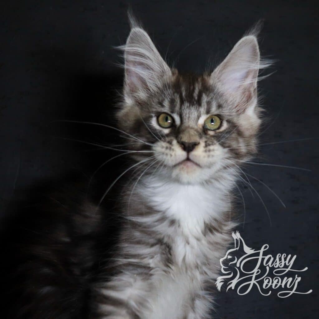 maine-coon-kitten-silver-tabby-stitch-11-weeks ⋆ Sassy Koonz Maine Coon Cattery maine coon kitten silver tabby stitch 11 weeks old