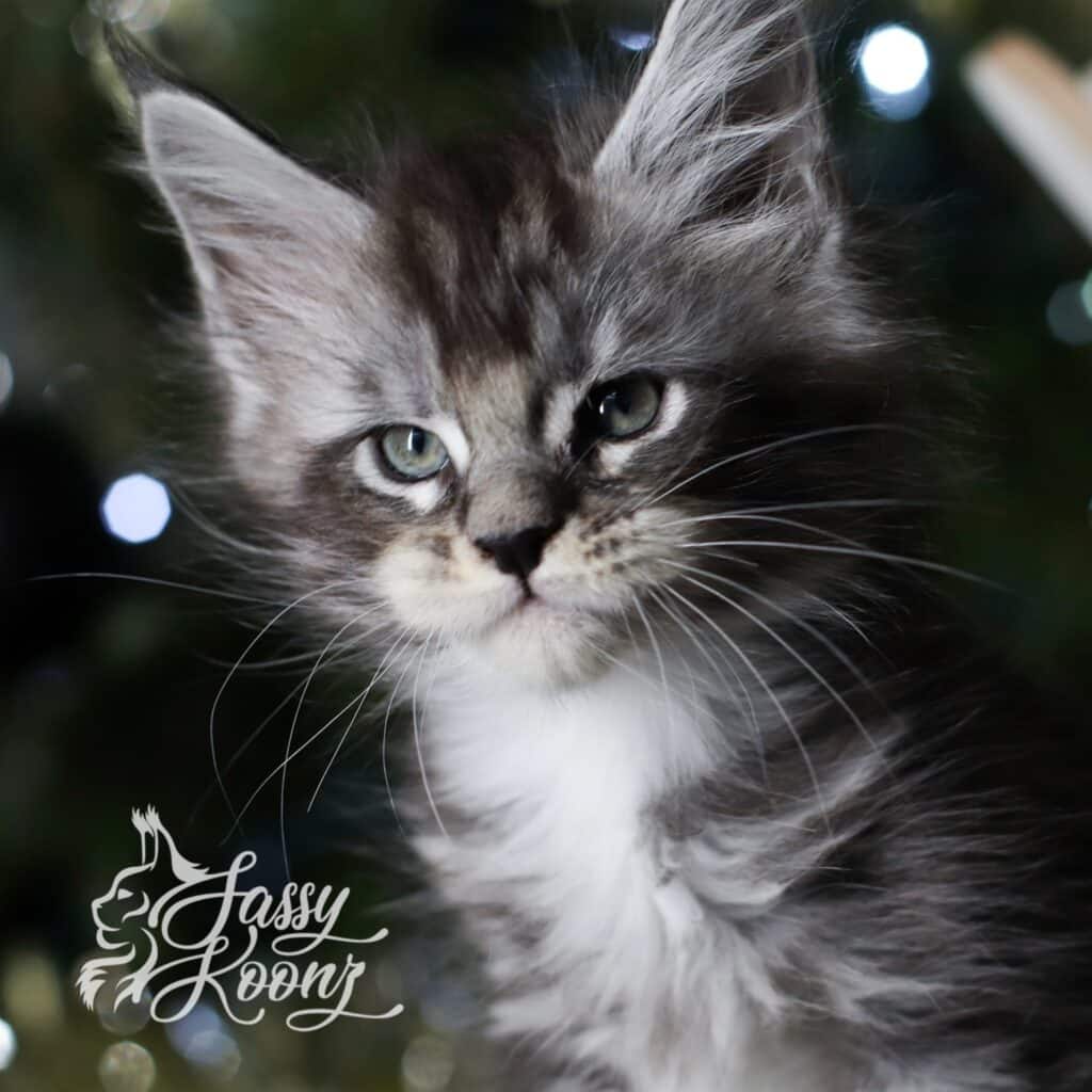 maine-coon-kitty-7-weeks-stitch ⋆ Sassy Koonz Maine Coon Cattery maine coon kitty 7 weks old stitch