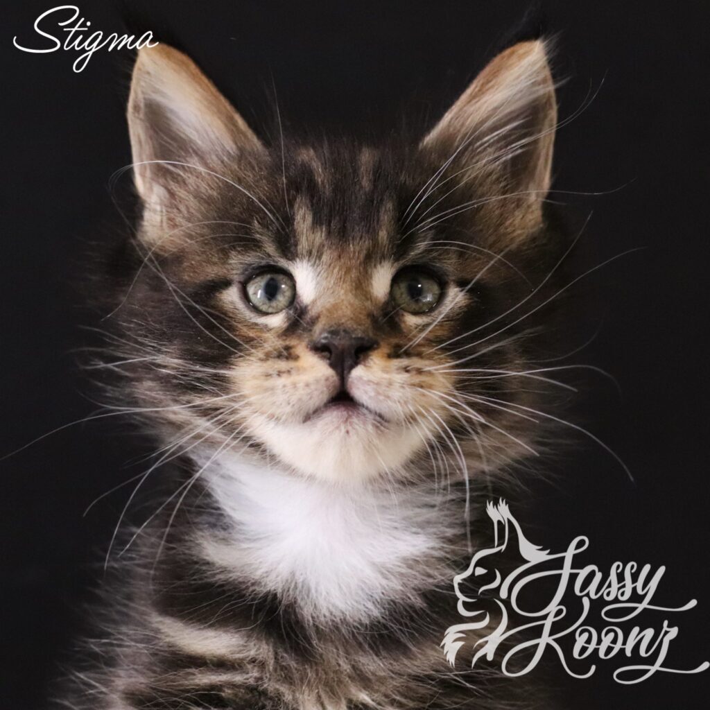 maine-coon-stigma-kitten-6-weeks ⋆ Sassy Koonz Maine Coon Cattery maine coon stigma kitten 6 weeks old