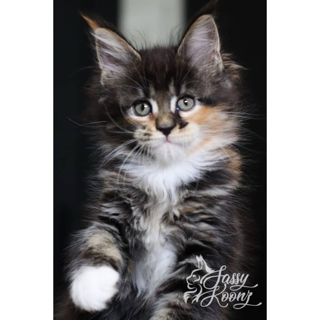 maine-coon-torbie-7-weeks-old-gravity ⋆ Sassy Koonz Maine Coon Cattery maine coon torbie 7 weeks old gravity