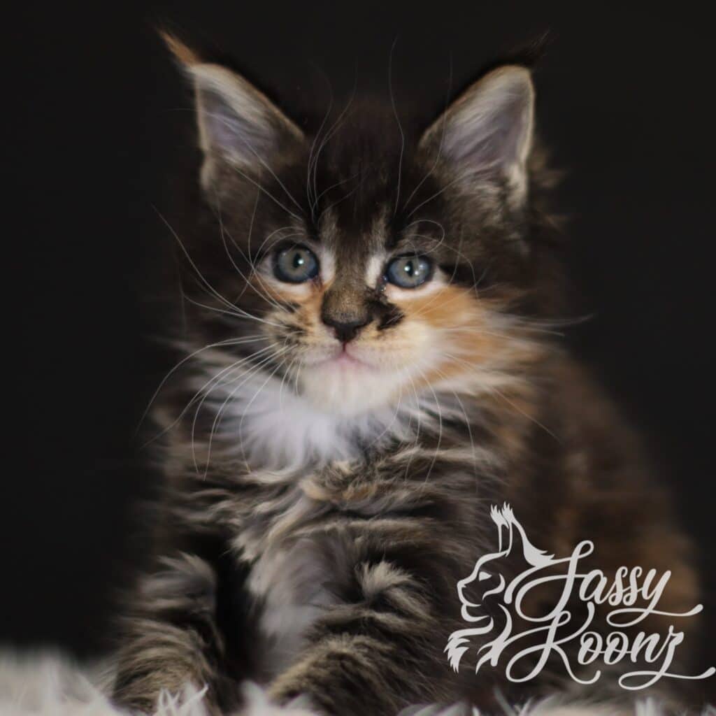 maine-coon-torbie-kitten-gravity-5-weeks ⋆ Sassy Koonz Maine Coon Cattery maine coon kitten torbie 5 weeks old gravity for sale