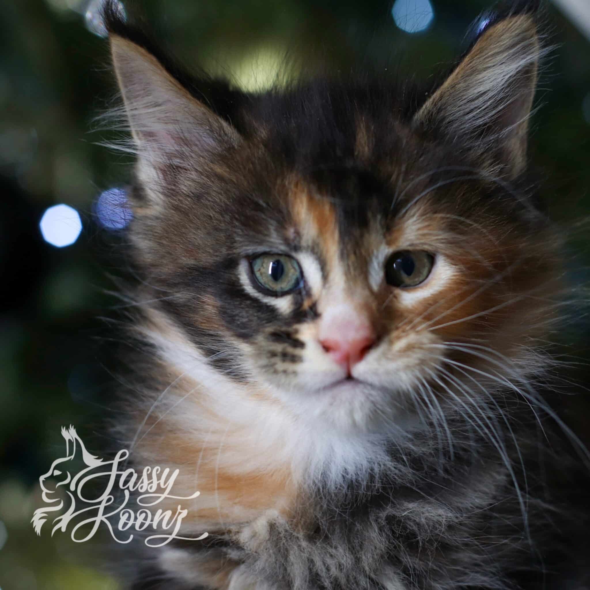 maine-coon-true-colors-girl-kitten-for-sale-7 ⋆ Sassy Koonz Maine Coon Cattery maine coon true colors girl kitten for sale 7