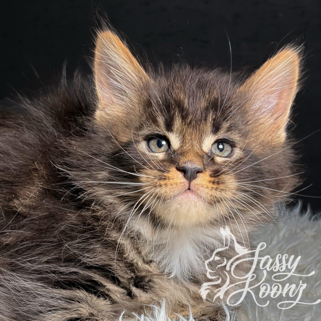 male-maine-coon-kitten-black-tabby-blur ⋆ Sassy Koonz Maine Coon Cattery black tabby maine coon kitten from sassy koons for sale