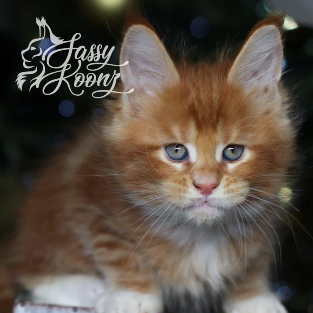orange-red-maine-coon-cat-baby ⋆ Sassy Koonz Maine Coon Cattery orange red maine coon cat baby 78