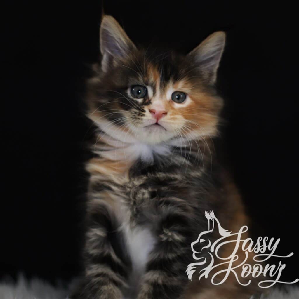 pretty-maine-coon-kitten-colors-5-weeks ⋆ Sassy Koonz Maine Coon Cattery pretty maine coon kitten true colors 5weeks