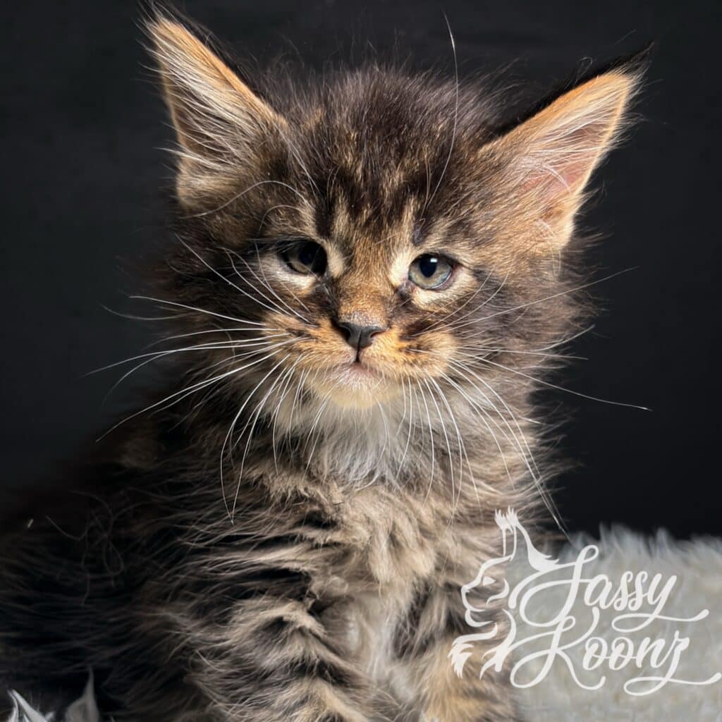 sassy-koonz-kitten-for-sale-blur-5-weeks-old ⋆ Sassy Koonz Maine Coon Cattery adorable boy maine coon baby named blur from sassy koonz in florida