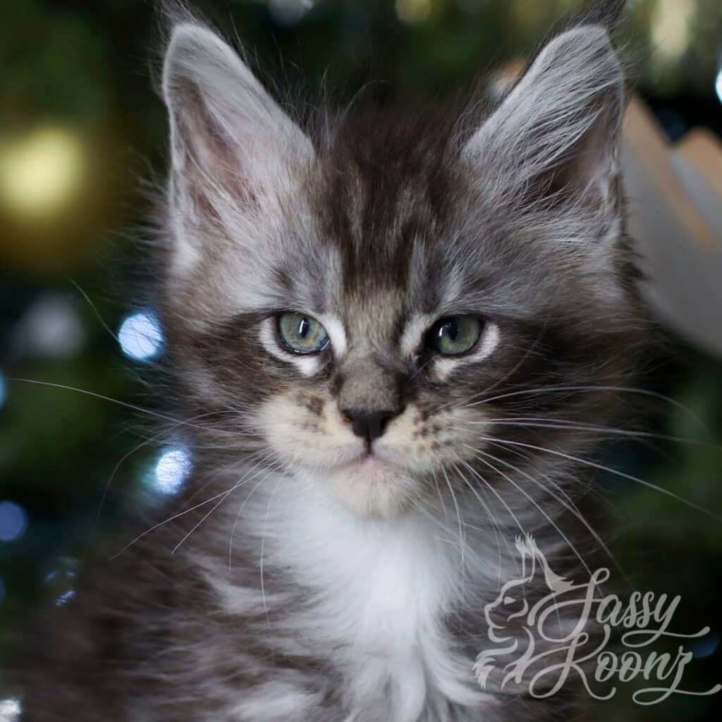 stitch-silver-maine-coon-boy-for-sale-7 ⋆ Sassy Koonz Maine Coon Cattery stitch siilver maine coon boy for sale 7 weeks old