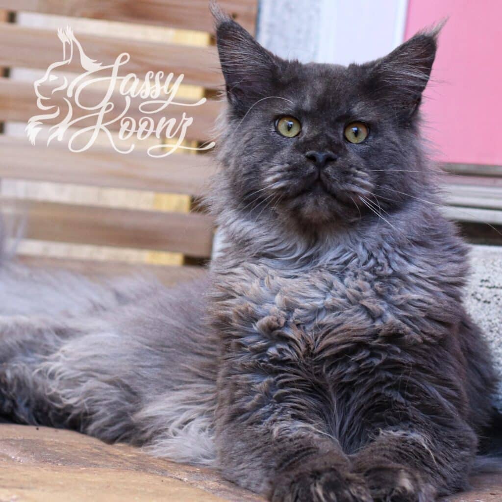 viking blue smoke sire at sassy koonz