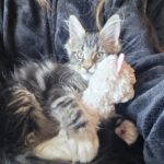 Maine Coon Kiten hugging a plushy ⋆ Sassy Koonz Maine Coon Cattery maine coon kitten, sassy koonz breeder, hugging a plushy