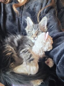 Maine Coon Kiten hugging a plushy ⋆ Sassy Koonz Maine Coon Cattery maine coon kitten, sassy koonz breeder, hugging a plushy