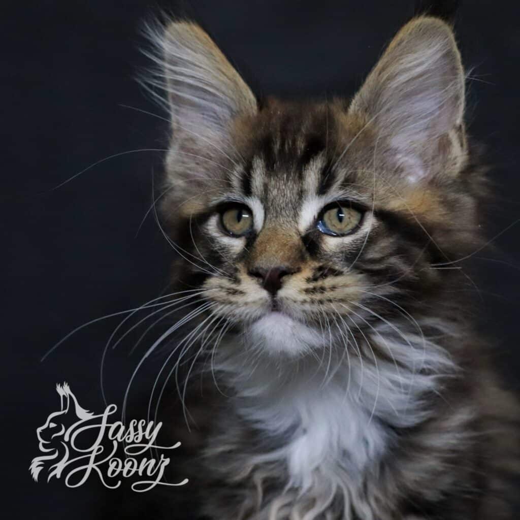 Hellbent Headshot 10 Weeks old ⋆ Sassy Koonz Maine Coon Cattery Hellbent Maine coon kitten 10 Weeks Old