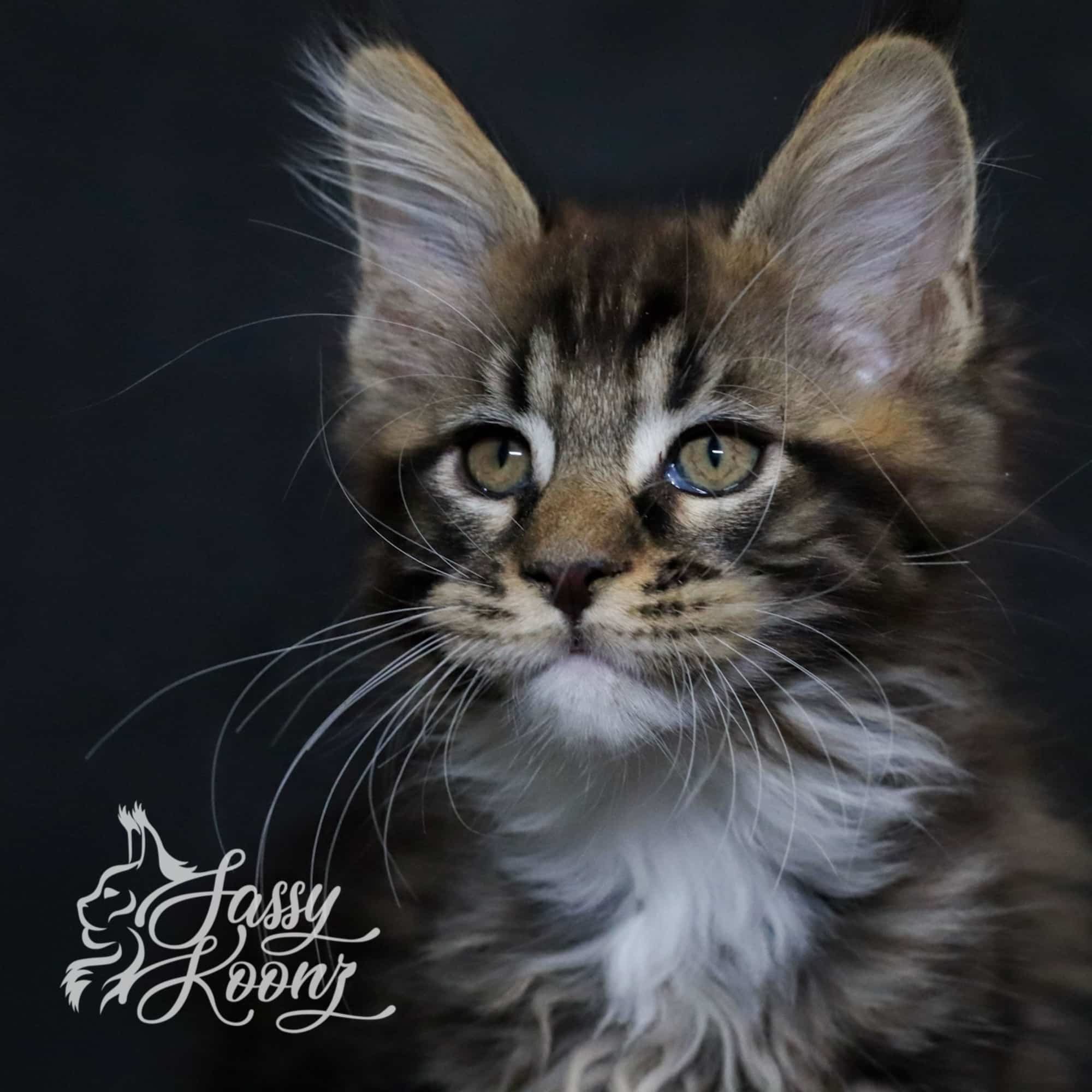 Hellbent Maine coon kitten 10 Weeks Old