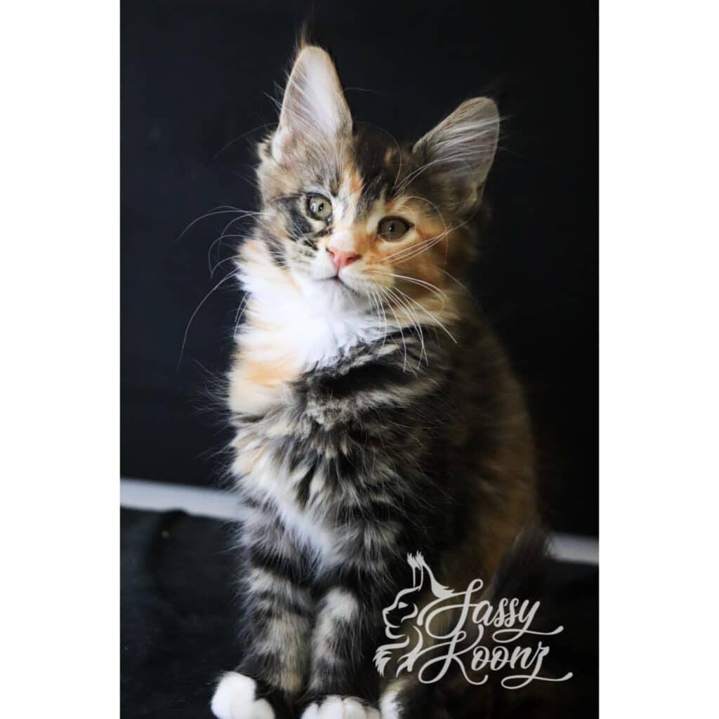 True colors 10 weeks old full body ⋆ Sassy Koonz Maine Coon Cattery Maine coon black torbie 10 weeks old true colors