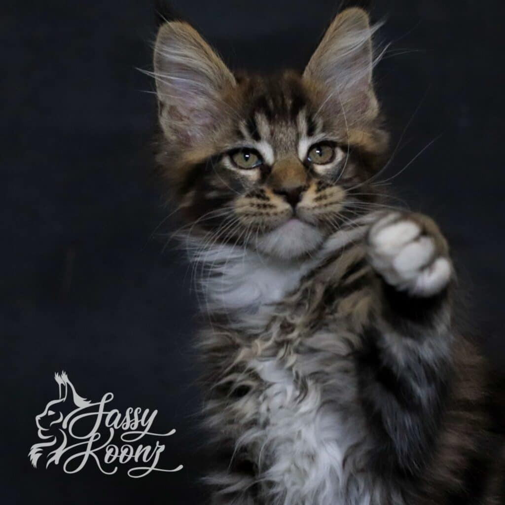 Hellbent 10 Weeks Old with paw up ⋆ Sassy Koonz Maine Coon Cattery Maine coon kitten with paw up nice expression