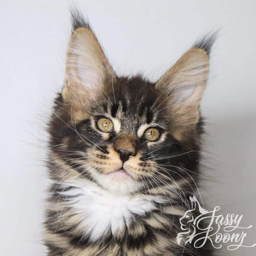 Blue head shot 10 Weeks Old ⋆ Sassy Koonz Maine Coon Cattery Black Classic tabby Maine coon kitten with black nose pad