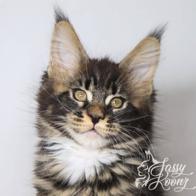 Black Classic tabby Maine coon kitten with black nose pad