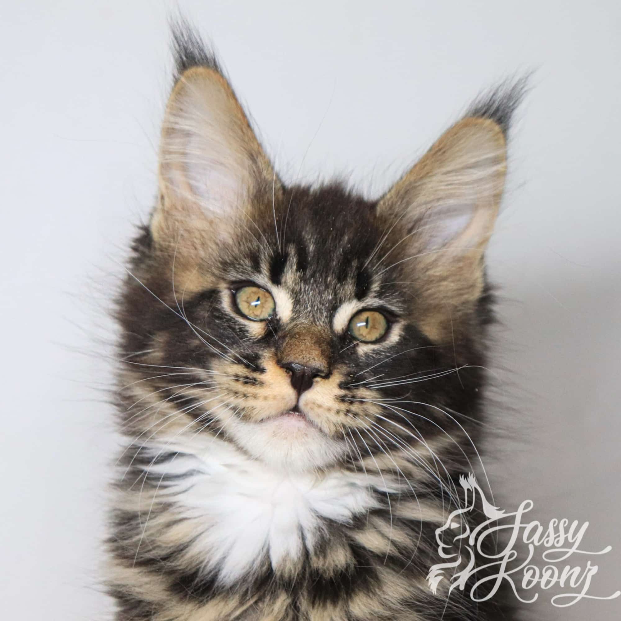 Blue head shot 10 Weeks Old ⋆ Sassy Koonz Maine Coon Cattery Black Classic tabby Maine coon kitten with black nose pad