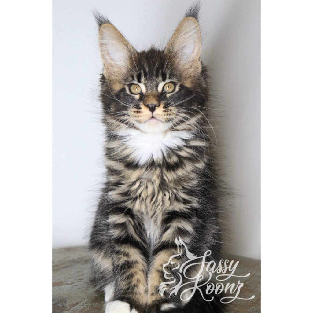 Blur 10 Weeks old body ⋆ Sassy Koonz Maine Coon Cattery Blur - Black Classic Tabby Maine Coon 10 Weeks Old body