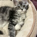 Cotton Candy in her New Home ⋆ Sassy Koonz Maine Coon Cattery black silver maine coon kitten, female, cotton candy, from sassy koonz, at home