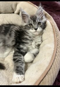 Cotton Candy in her New Home ⋆ Sassy Koonz Maine Coon Cattery black silver maine coon kitten, female, cotton candy, from sassy koonz, at home