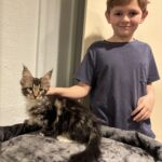 Hellbent at Home with Young Lad ⋆ Sassy Koonz Maine Coon Cattery maine coon kitten, sassy koonz lines, at home with young boy