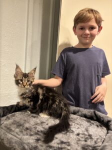 Hellbent at Home with Young Lad ⋆ Sassy Koonz Maine Coon Cattery maine coon kitten, sassy koonz lines, at home with young boy