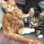 Brit and Stigma ⋆ Sassy Koonz Maine Coon Cattery 2 maine coon kittens from sassy koonz, siblings, now at home