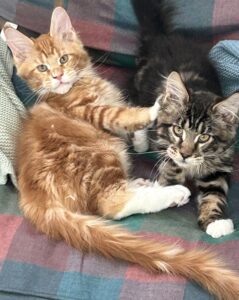 Brit and Stigma ⋆ Sassy Koonz Maine Coon Cattery 2 maine coon kittens from sassy koonz, siblings, now at home