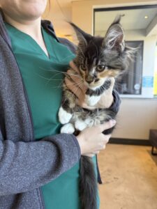 IMG_8873jpeg ⋆ Sassy Koonz Maine Coon Cattery maine coon kitten, at home in florida, black torbie, resting