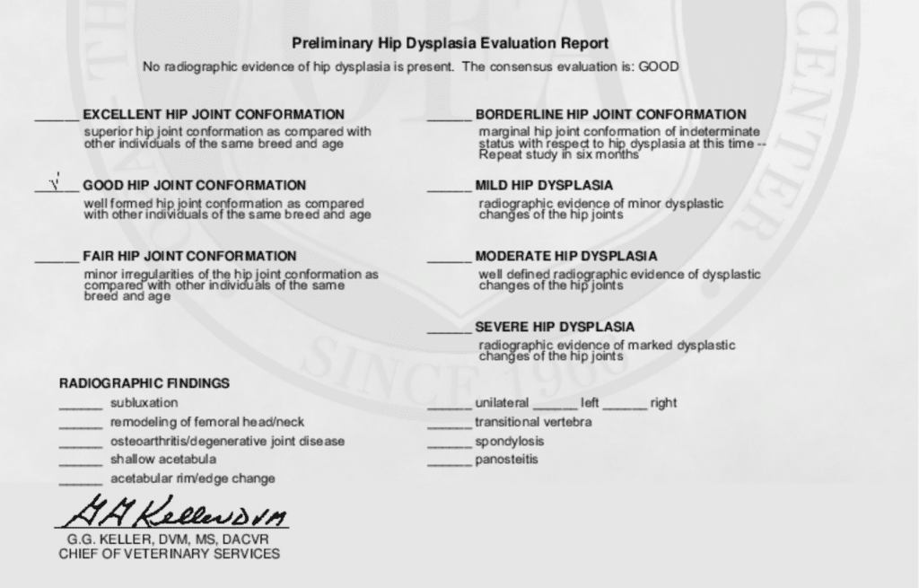 Screenshot 2026-01-07 at 15149 PM ⋆ Sassy Koonz Maine Coon Cattery ofa hip grading certificate