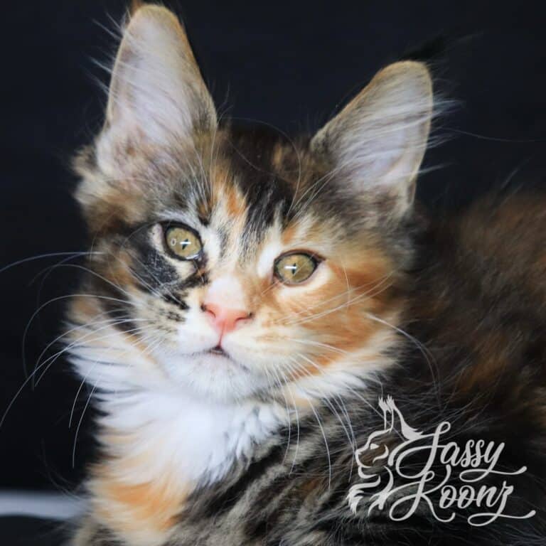 Maine coon kitten true colors 10 weeks old