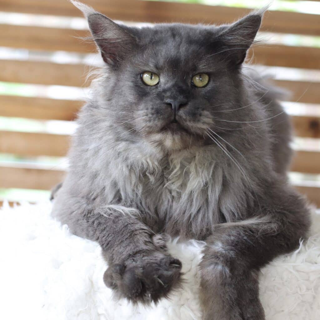 Close-up of a fluffy grey Maine Coon cat with yellow eyes resting on a white, fluffy surface.